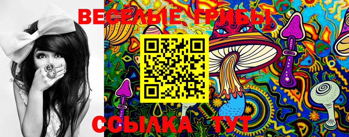 Галлюциногенные грибы Psilocybine cubensis Новоалтайск